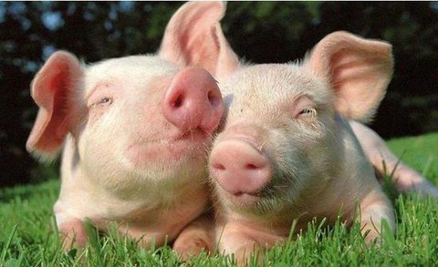 13家上市猪企上半年卖猪4088万头！已达2020出栏总量75%左右