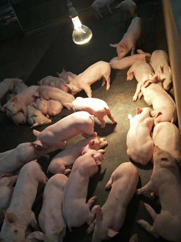 玉环母猪产床防滑垫价格_诚信经营