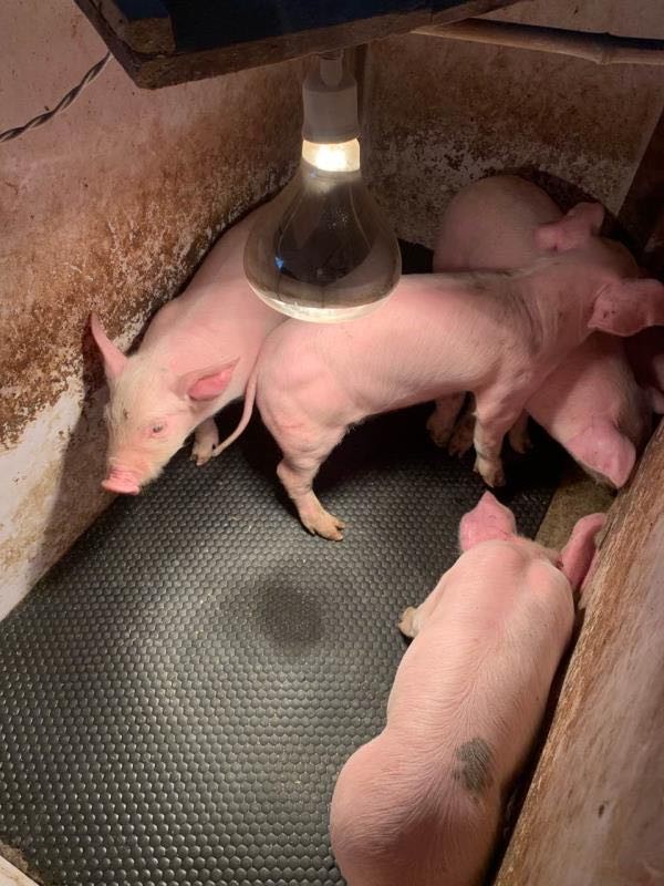 温岭母猪产床防滑垫格值得信赖